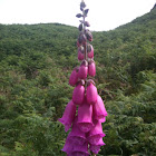 Common Foxglove