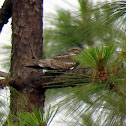 Lesser Nighthawk