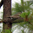 Lesser Nighthawk