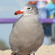 Heermann's gull