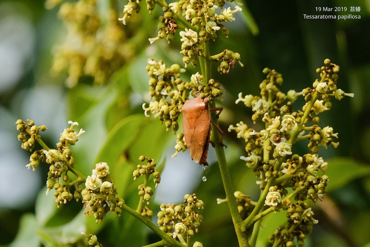 Tessaratoma papillosa 茘蝽