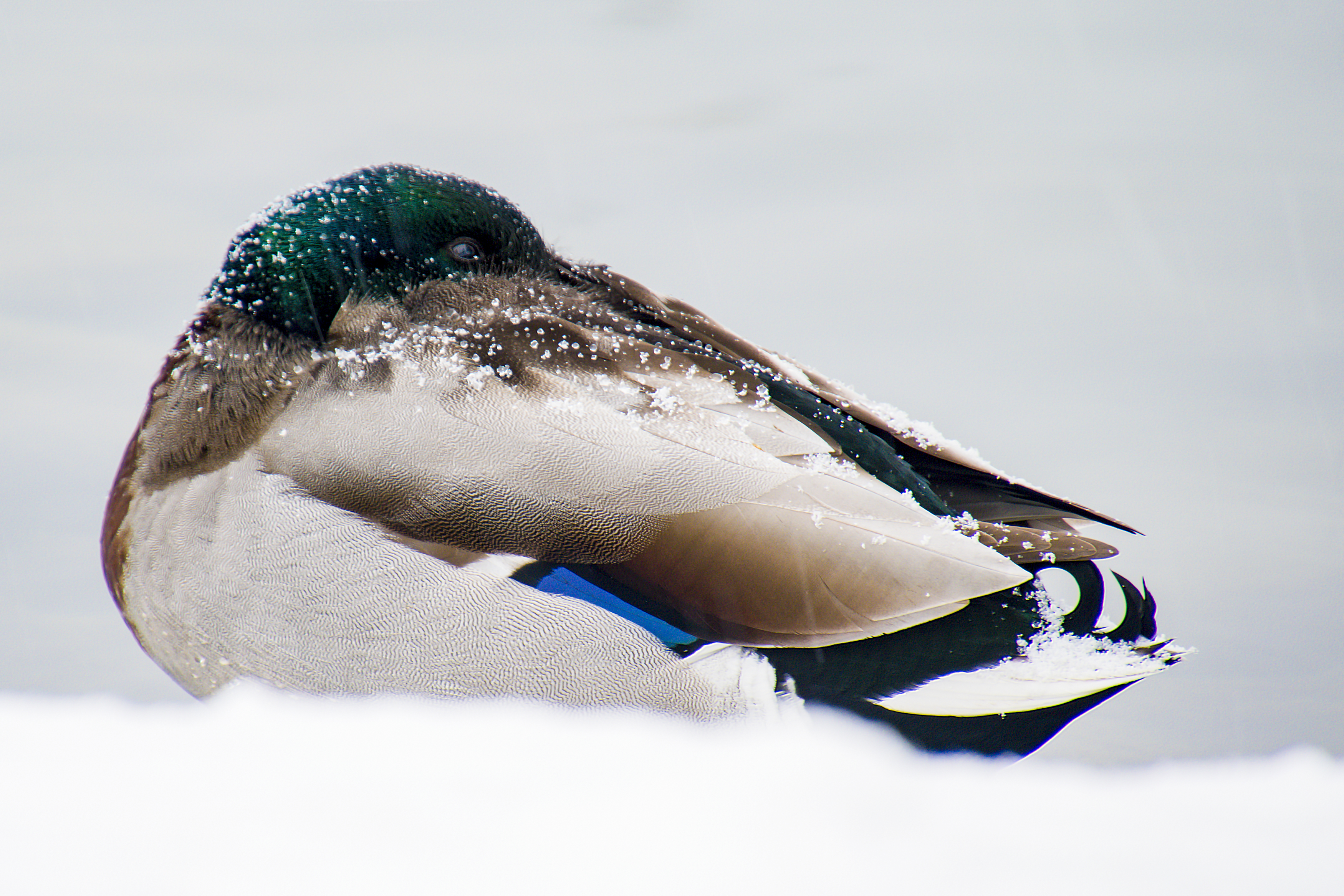 Congelamento in corso di Nefti-Monica