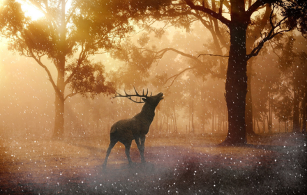 The deer was bewildered small promo image