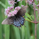 Tiger Swallowtail