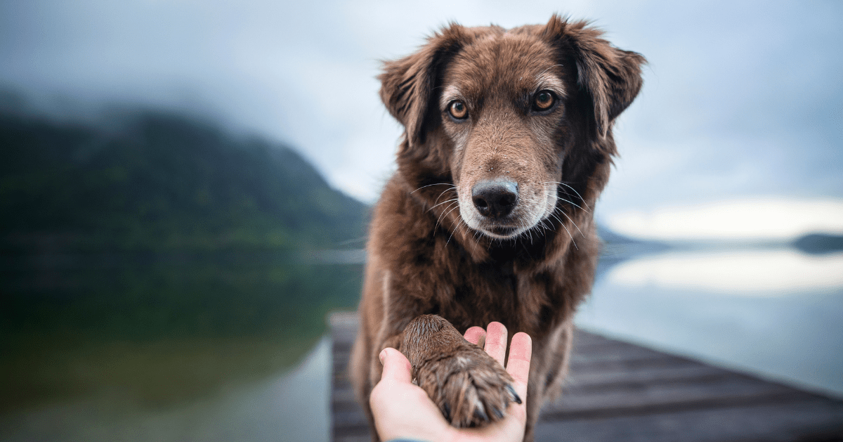 Cão dando a pata