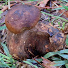 Giant Bolete