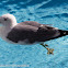 Yellow-legged Gull