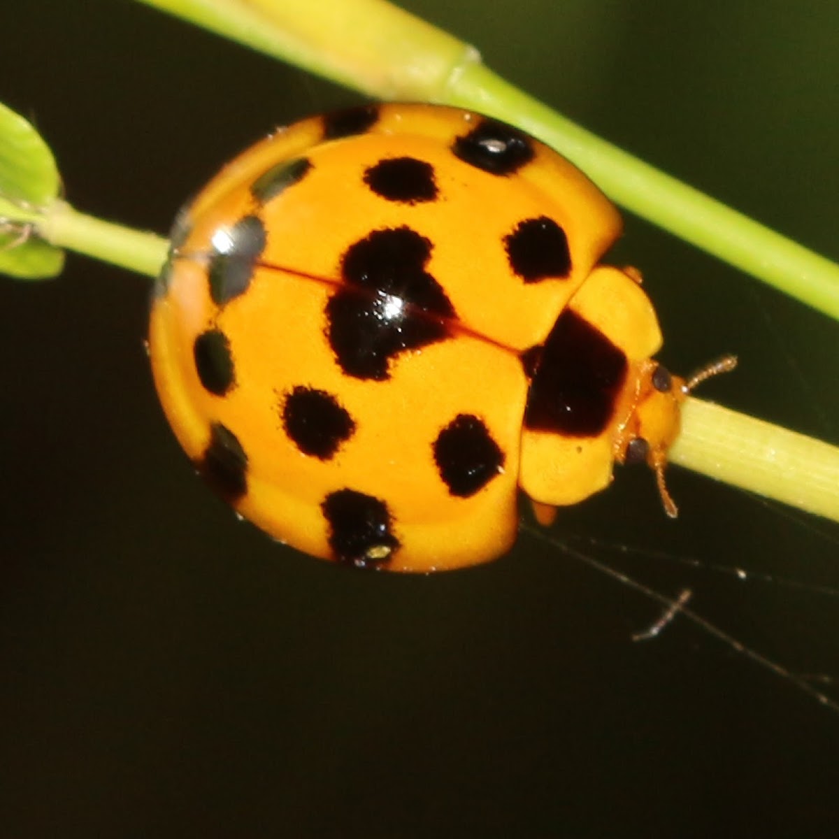 Giant Bamboo Ladybird