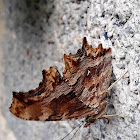 Τhe southern comma