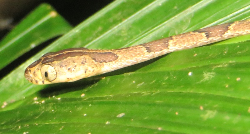 Blunt headed vine snake