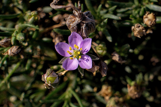 Spergularia rupicola