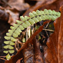 Maidenhair spleenwort