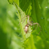 Slender Crab Spider