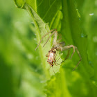 Slender Crab Spider