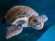 Jina, the loggerhead sea turtle, has displayed remarkable resilience after a shark attack 