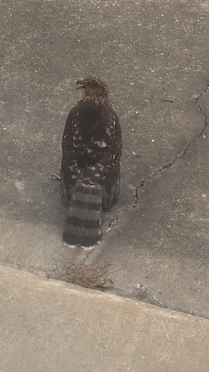 Cooper’s Hawk