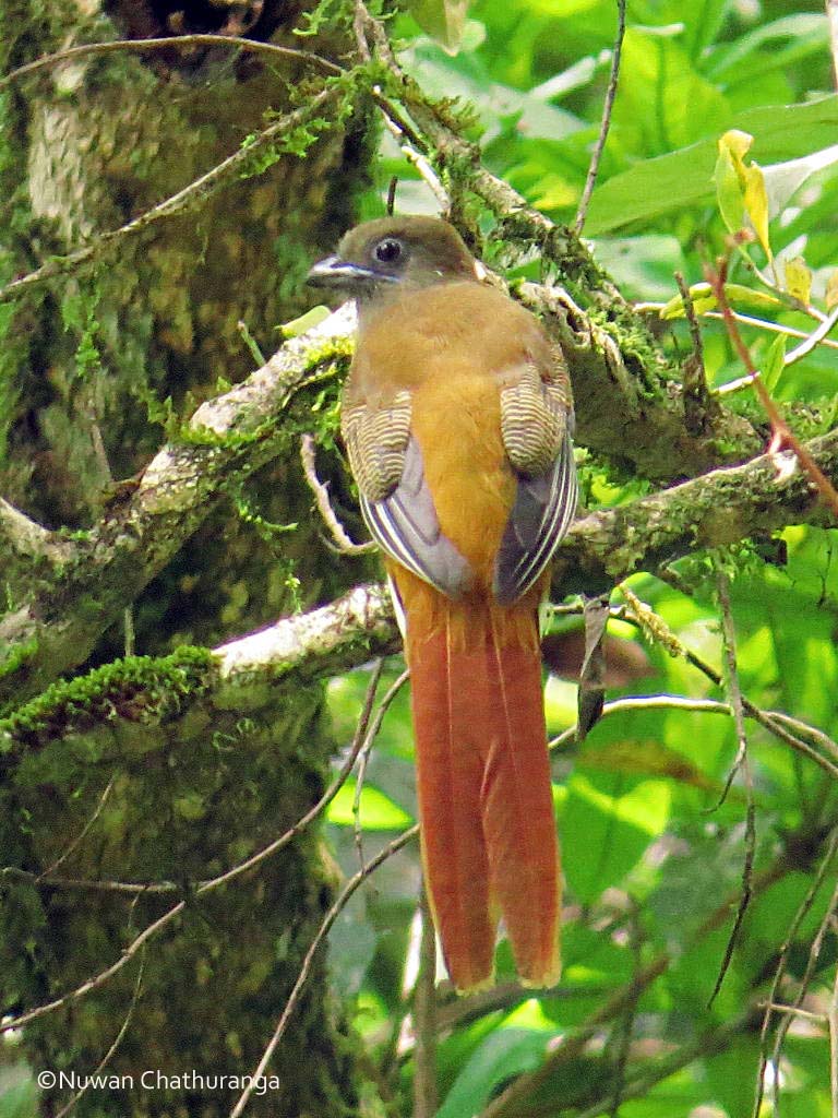 Malabar trogon