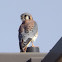 American Kestrel - male