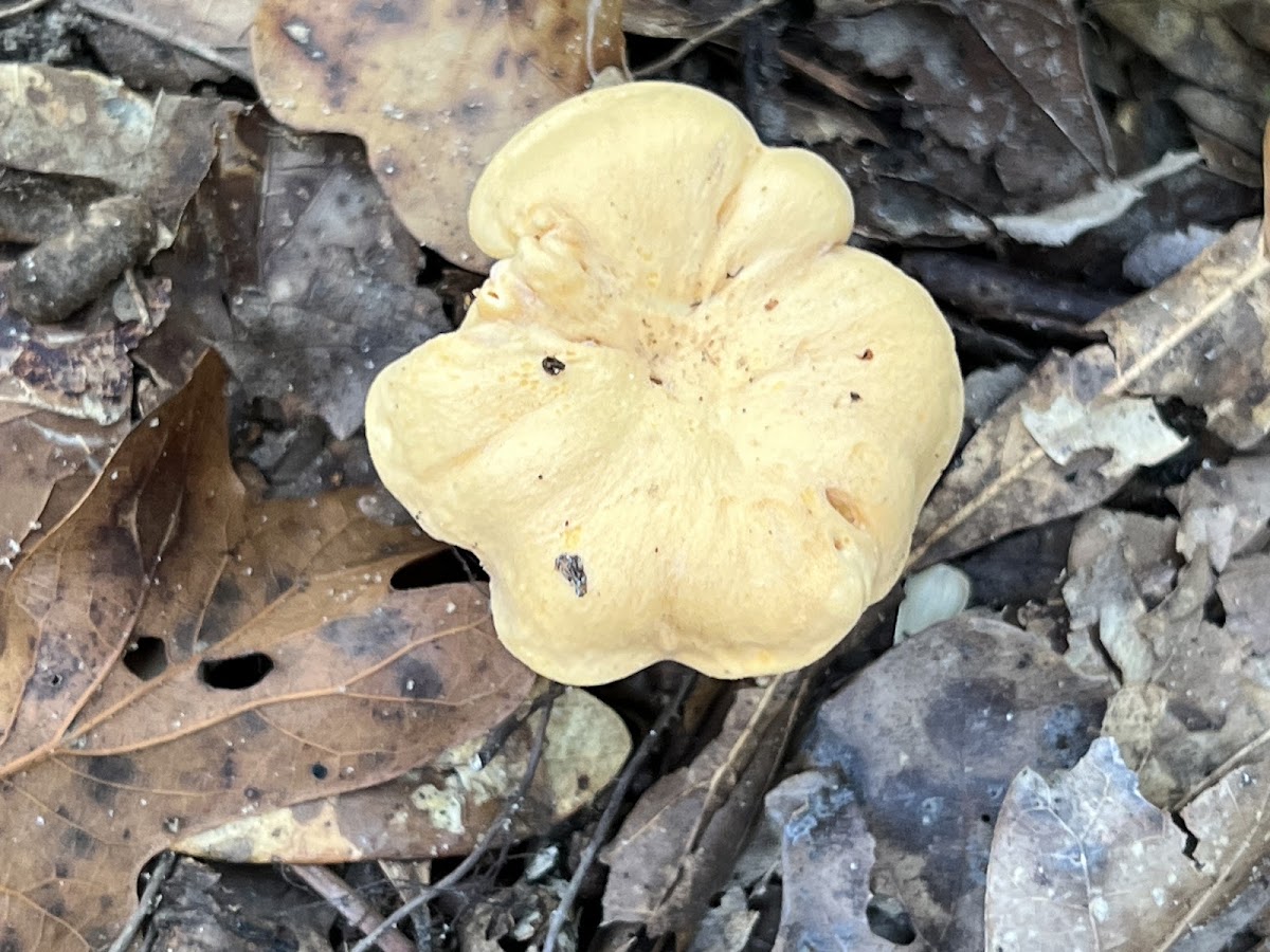 Smooth Chanterelle