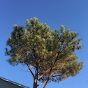 White Pine Tree