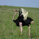 Ostrich mating behavior