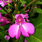 Barbie Flower, Indian Balsam