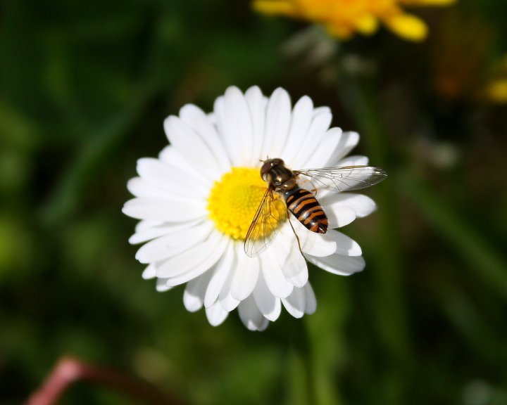 Primavera di Romyneli