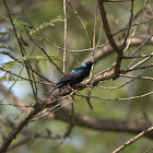 Purple Sunbird