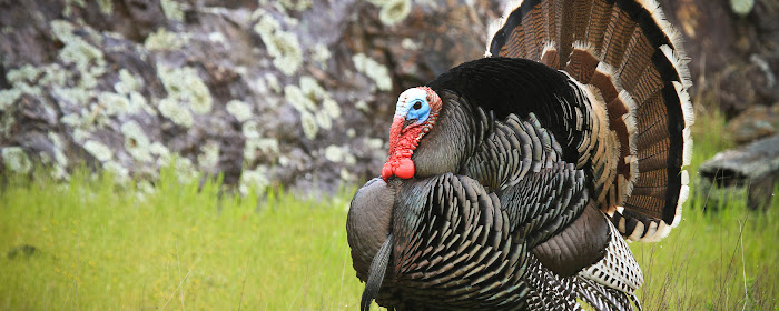 Wild Turkey HD Wallpapers New Tab marquee promo image