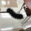 Giant Leopard Moth caterpillar