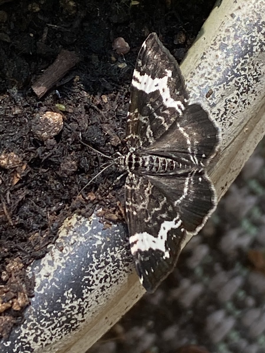 Spear marked black moth