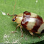 Leaf Beetle