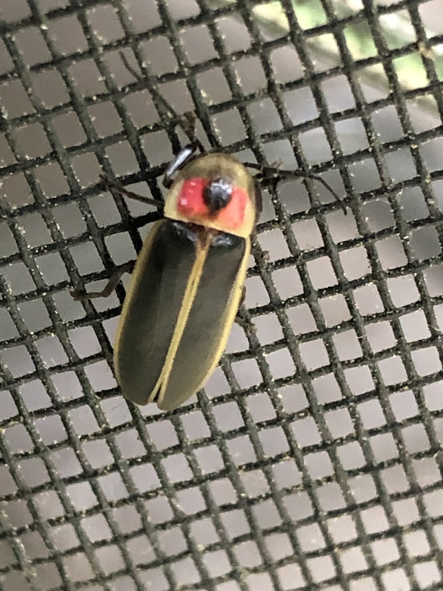 Big Dipper Firefly