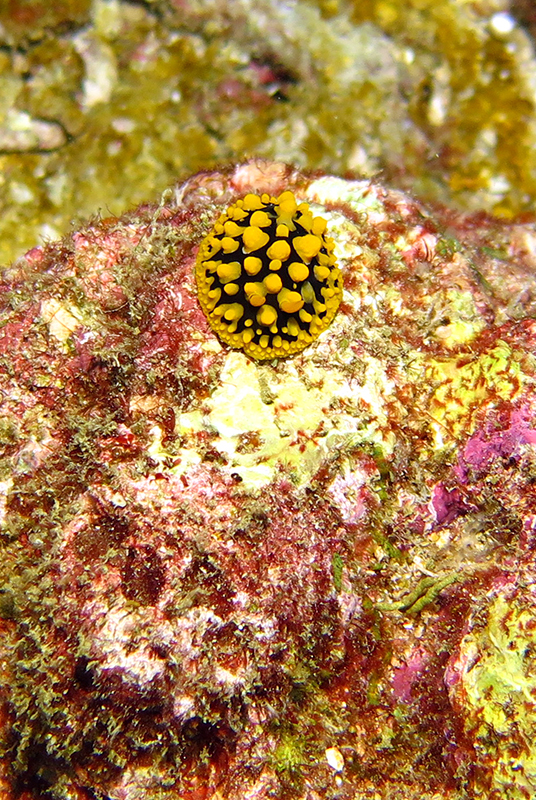 Phyllidia multituberculata