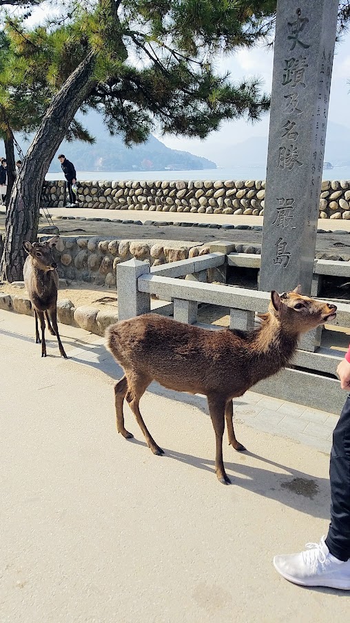 Hiroshima Day trip to Miyajima, some of the wild deer of the island begging for food when they are not stealing or relaxing non chalantly in the middle of a walkway.