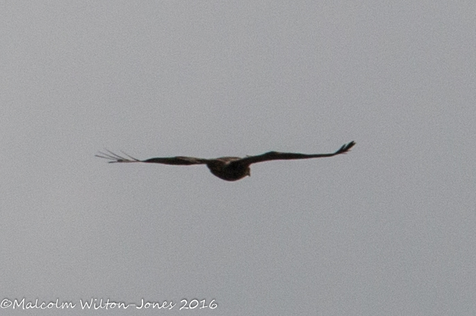 Buzzard