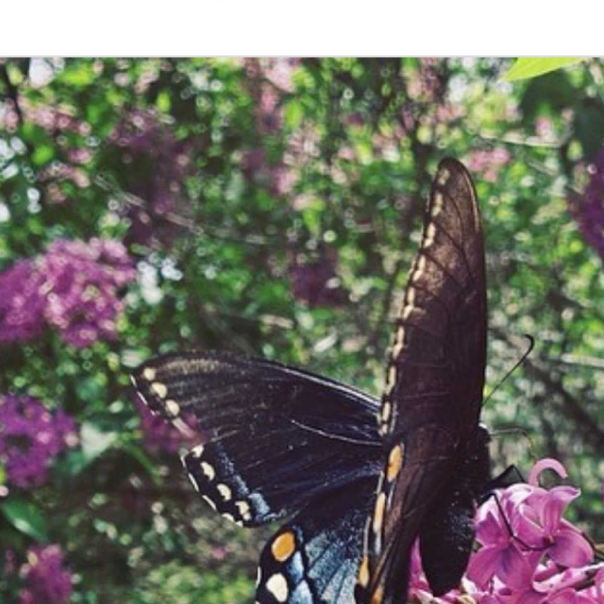 Eastern Tiger Swallowtail