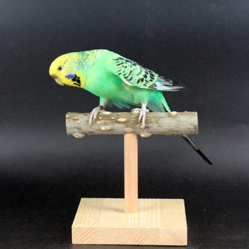 Bird Perch Table Stand Natural Wood Branch T-shape Bar Grinding Training Toy for Cockatiels Conures Budgies Love Birds