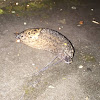 Leopard Slug