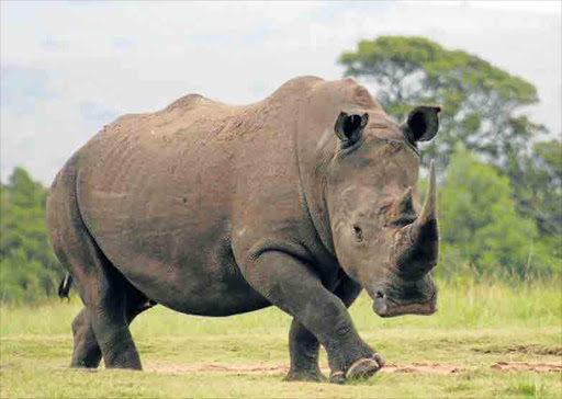 Discussions at CITES CoP17, the world’s largest wildlife trade conference meeting raise fears that even a fake rhino horn will still be not enough to deter poachers.