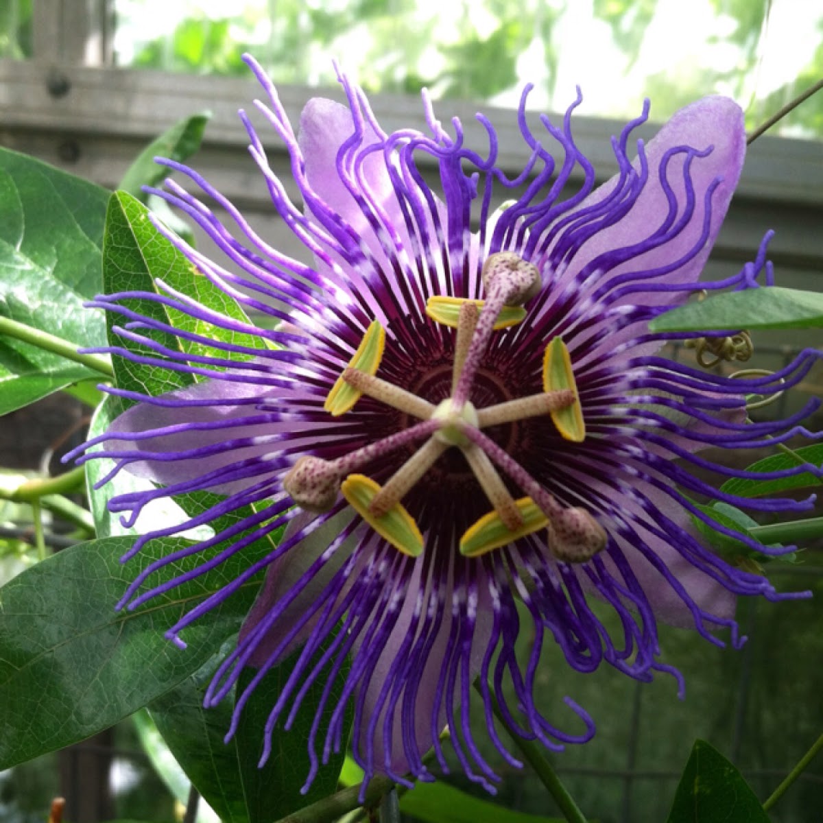 Maypop