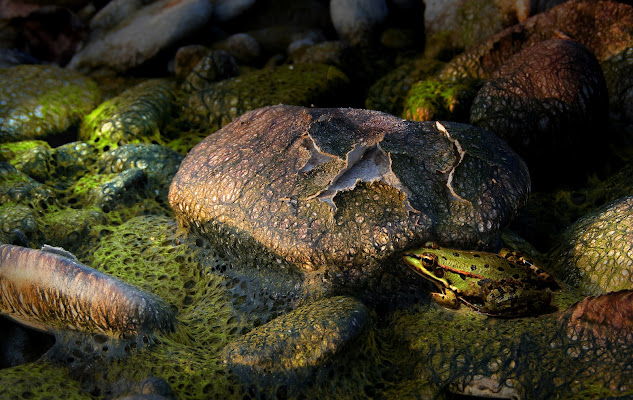 camouflage di Daniela Ghezzi