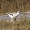 Greenshank; Archibebe Claro