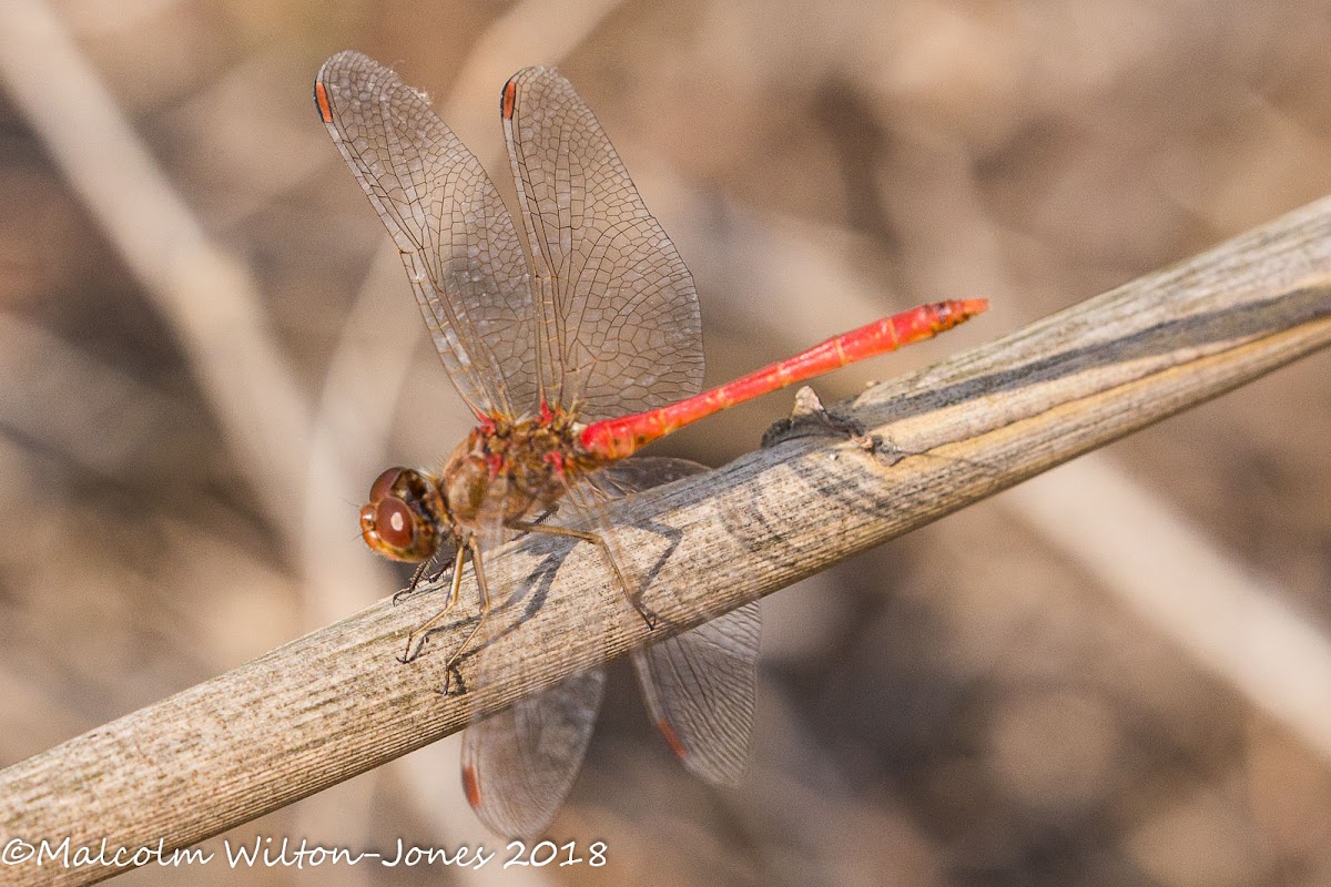 Southern Darter