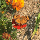 Pearl Crescent