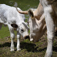 La mamma è sempre la mamma di 