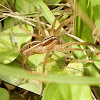 Rabid Wolf Spider