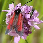 Transparent Burnet and ... ?