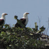 African Fish Eagle