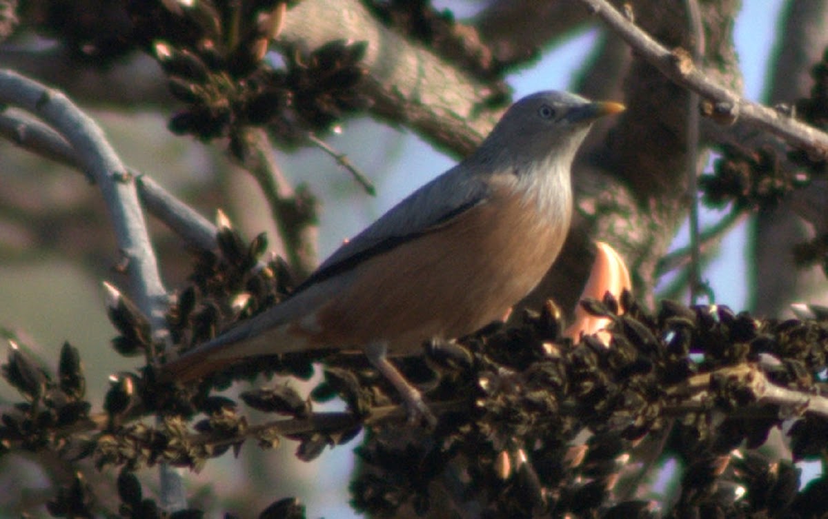 Chestnut -tailed Starling